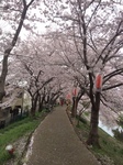 sakura3.jpg